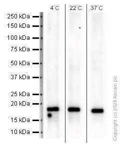 Western blot - Anti-p21 antibody [EPR362] (AB109520)