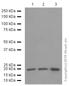 Western blot - Anti-p21 antibody [EPR362] (AB109520)