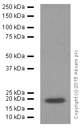 Western blot - Anti-p21 antibody [EPR362] (AB109520)