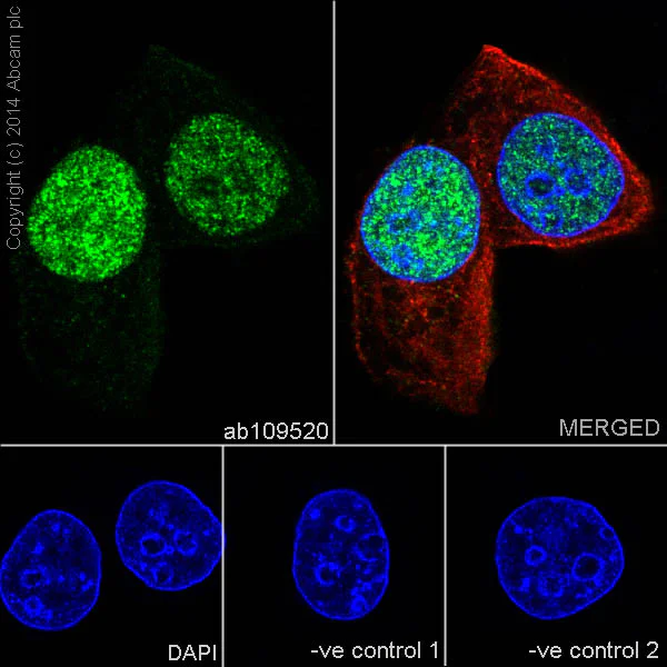 Immunocytochemistry/ Immunofluorescence - Anti-p21 antibody [EPR362] - BSA and Azide free (AB218311)