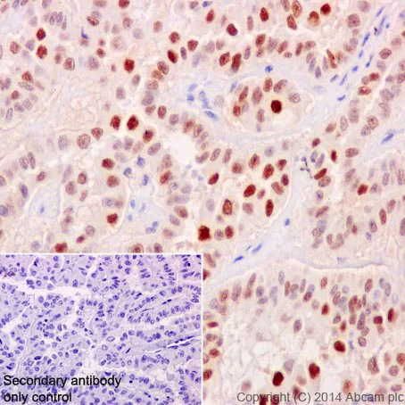 Immunohistochemistry (Formalin/PFA-fixed paraffin-embedded sections) - Anti-p21 antibody [EPR362] - BSA and Azide free (AB218311)