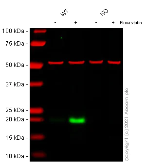Western blot - Anti-p21 antibody [EPR362] - BSA and Azide free (AB218311)