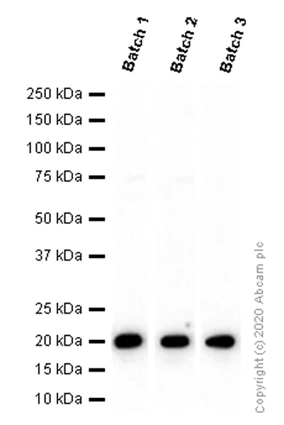 Western blot - Anti-p21 antibody [EPR362] - BSA and Azide free (AB218311)