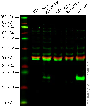 Western blot - Anti-p21 antibody [EPR3993] (AB109199)
