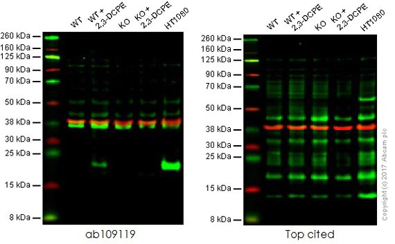 Western blot - Anti-p21 antibody [EPR3993] (AB109199)