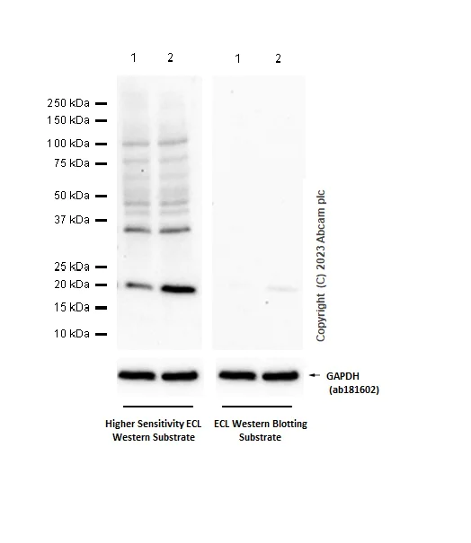 Western blot - Anti-p21 antibody [EPR3993] (AB109199)
