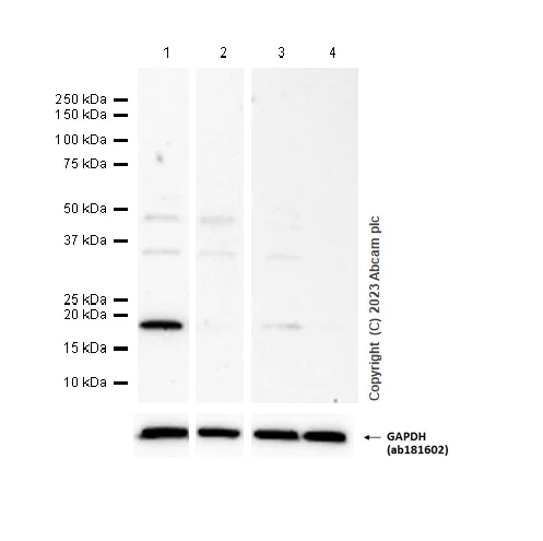Western blot - Anti-p21 antibody [EPR3993] (AB109199)