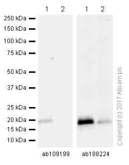 Western blot - Anti-p21 antibody [EPR3993] (AB109199)