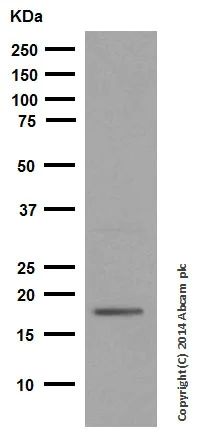 Western blot - Anti-p21 antibody [EPR3993] (AB109199)