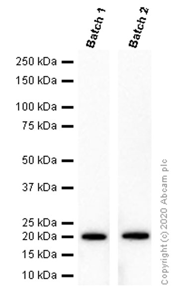 Western blot - Anti-p21 antibody [EPR3993] - BSA and Azide free (AB215971)