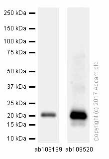 Western blot - Anti-p21 antibody [EPR3993] - BSA and Azide free (AB215971)