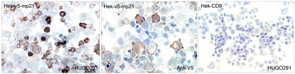 Immunohistochemistry (Formalin/PFA-fixed paraffin-embedded sections) - Anti-p21 antibody [HUGO291] (AB107099)