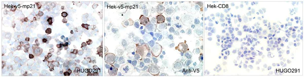 Immunohistochemistry (Formalin/PFA-fixed paraffin-embedded sections) - Anti-p21 antibody [HUGO291] - BSA and Azide free (AB317039)