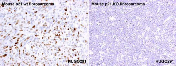 Immunohistochemistry (Formalin/PFA-fixed paraffin-embedded sections) - Anti-p21 antibody [HUGO291] - BSA and Azide free (AB317039)