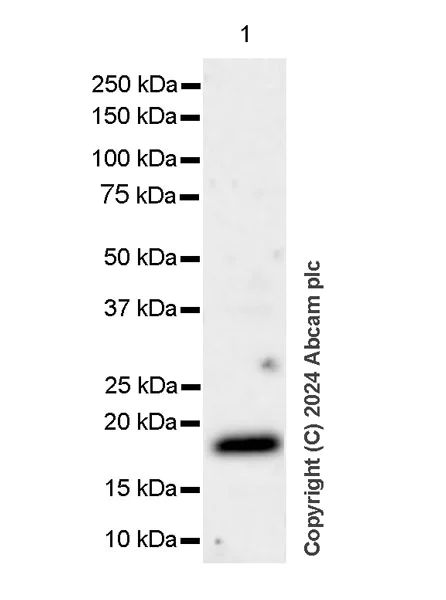 Western blot - Anti-p21 antibody [HUGO291] - BSA and Azide free (AB317039)