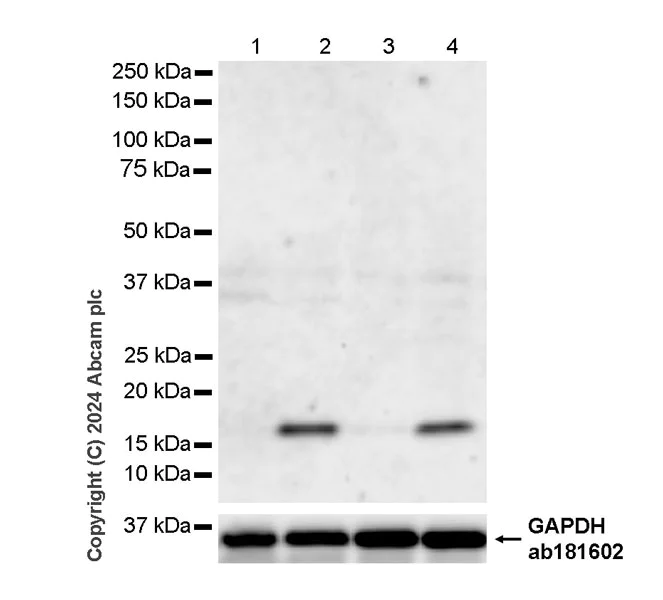 Western blot - Anti-p21 antibody [HUGO291] - BSA and Azide free (AB317039)
