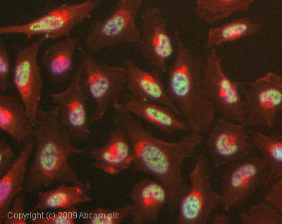 Immunocytochemistry/ Immunofluorescence - Anti-p21 (phospho T145) antibody (AB47300)