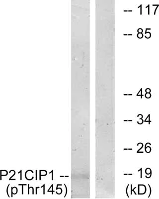 Western blot - Anti-p21 (phospho T145) antibody (AB47300)