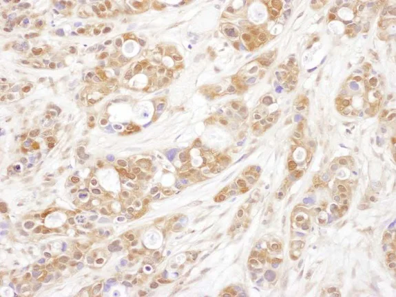Immunohistochemistry (Formalin/PFA-fixed paraffin-embedded sections) - Anti-p23 antibody (AB226295)