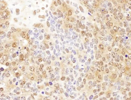 Immunohistochemistry (Formalin/PFA-fixed paraffin-embedded sections) - Anti-p23 antibody (AB226295)