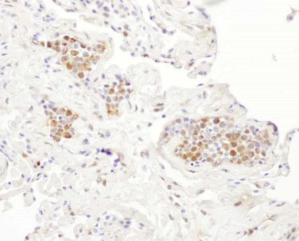 Immunohistochemistry (Formalin/PFA-fixed paraffin-embedded sections) - Anti-p23 antibody (AB226295)