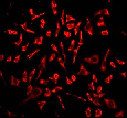 Immunocytochemistry/ Immunofluorescence - Anti-p23 antibody [EPR3846] - BSA and Azide free (AB247573)