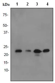 Western blot - Anti-p23 antibody [EPR3846] - BSA and Azide free (AB247573)