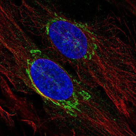 Immunocytochemistry/ Immunofluorescence - Anti-p26 antibody (AB223175)