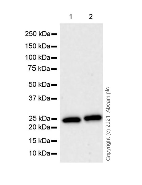 Western blot - Anti-p27 KIP 1 antibody [57/Kip1/p27] (AB280580), expandable thumbnail