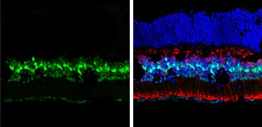Immunohistochemistry (Frozen sections) - Anti-p27 KIP 1 antibody (AB137736)