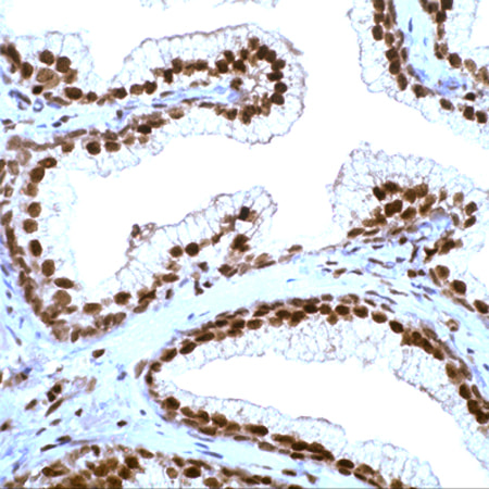 Immunohistochemistry (Formalin/PFA-fixed paraffin-embedded sections) - Anti-p27 KIP 1 antibody - C-terminal (AB231478)