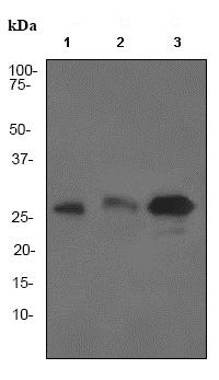 Western blot - Anti-p27 KIP 1 antibody [EPFHCR16] - BSA and Azide free (AB247597), expandable thumbnail