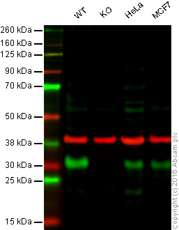 Western blot - Anti-p27 KIP 1 antibody [EPFHCR16a] - BSA and Azide free (AB247947), expandable thumbnail