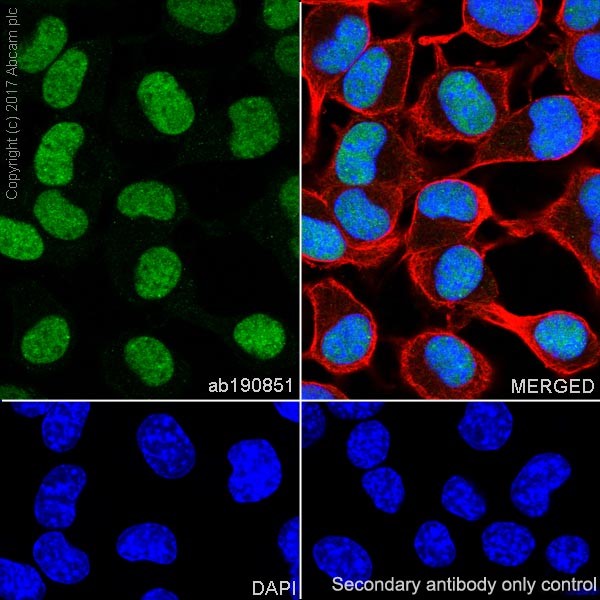 Immunocytochemistry/ Immunofluorescence - Anti-p27 KIP 1 antibody [EPR18388-138] (AB190851), expandable thumbnail