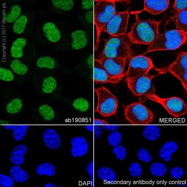 Immunocytochemistry/ Immunofluorescence - Anti-p27 KIP 1 antibody [EPR18388-138] (AB190851)