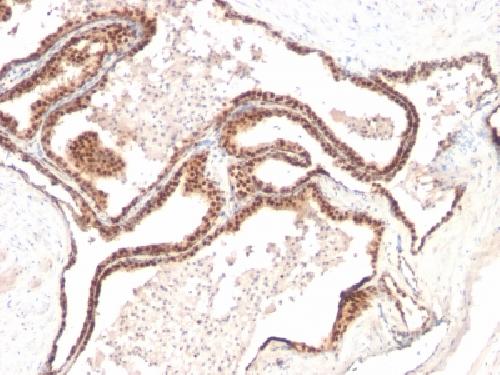 Immunohistochemistry (Formalin/PFA-fixed paraffin-embedded sections) - Anti-p27 KIP 1 antibody [KIP1/769] - BSA and Azide free (AB212252)