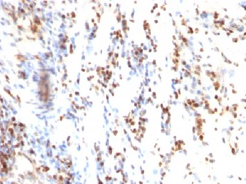 Immunohistochemistry (Formalin/PFA-fixed paraffin-embedded sections) - Anti-p27 KIP 1 antibody [KIP1/769] - BSA and Azide free (AB212252)