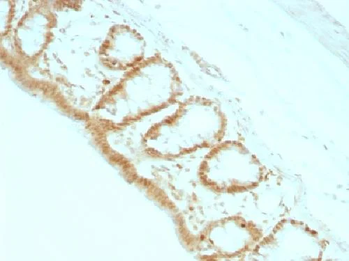 Immunohistochemistry (Formalin/PFA-fixed paraffin-embedded sections) - Anti-p27 KIP 1 antibody [KIP1/769] - BSA and Azide free (AB212252)