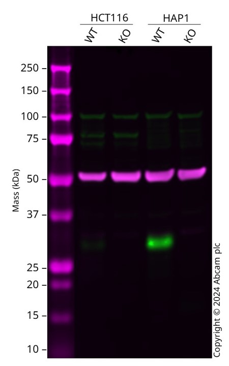 Western blot - Anti-p27 KIP 1 antibody [SX53G8] (AB193379), expandable thumbnail