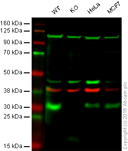 Western blot - Anti-p27 KIP 1 antibody [SX53G8] (AB193379), expandable thumbnail