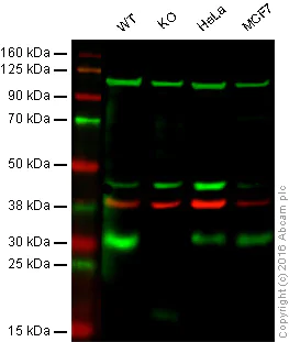 Western blot - Anti-p27 KIP 1 antibody [SX53G8] (AB193379)