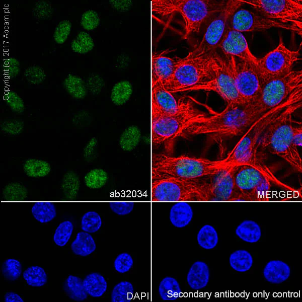 Immunocytochemistry/ Immunofluorescence - Anti-p27 KIP 1 antibody [Y236] (AB32034)
