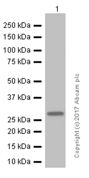 Western blot - Anti-p27 KIP 1 antibody [Y236] (AB32034)