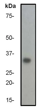 Western blot - Anti-p27 KIP 1 antibody [Y236] (AB32034)