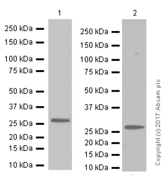 Western blot - Anti-p27 KIP 1 antibody [Y236] (AB32034)