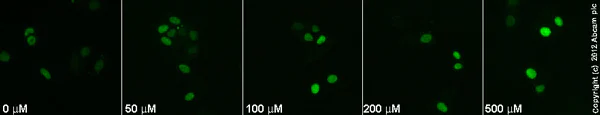 Immunocytochemistry/ Immunofluorescence - Anti-p27 KIP 1 antibody [Y236] - BSA and Azide free (AB206927)