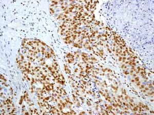 Immunohistochemistry (Formalin/PFA-fixed paraffin-embedded sections) - Anti-p27 KIP 1 antibody [Y236] - BSA and Azide free (AB206927)