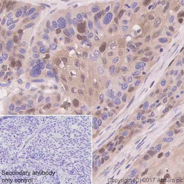 Immunohistochemistry (Formalin/PFA-fixed paraffin-embedded sections) - Anti-p27 KIP 1 antibody [Y236] - BSA and Azide free (AB206927)