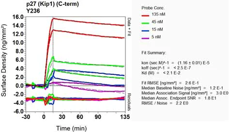 OI-RD Scanning - Anti-p27 KIP 1 antibody [Y236] - BSA and Azide free (AB206927)