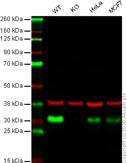 Western blot - Anti-p27 KIP 1 antibody [Y236] - BSA and Azide free (AB206927)